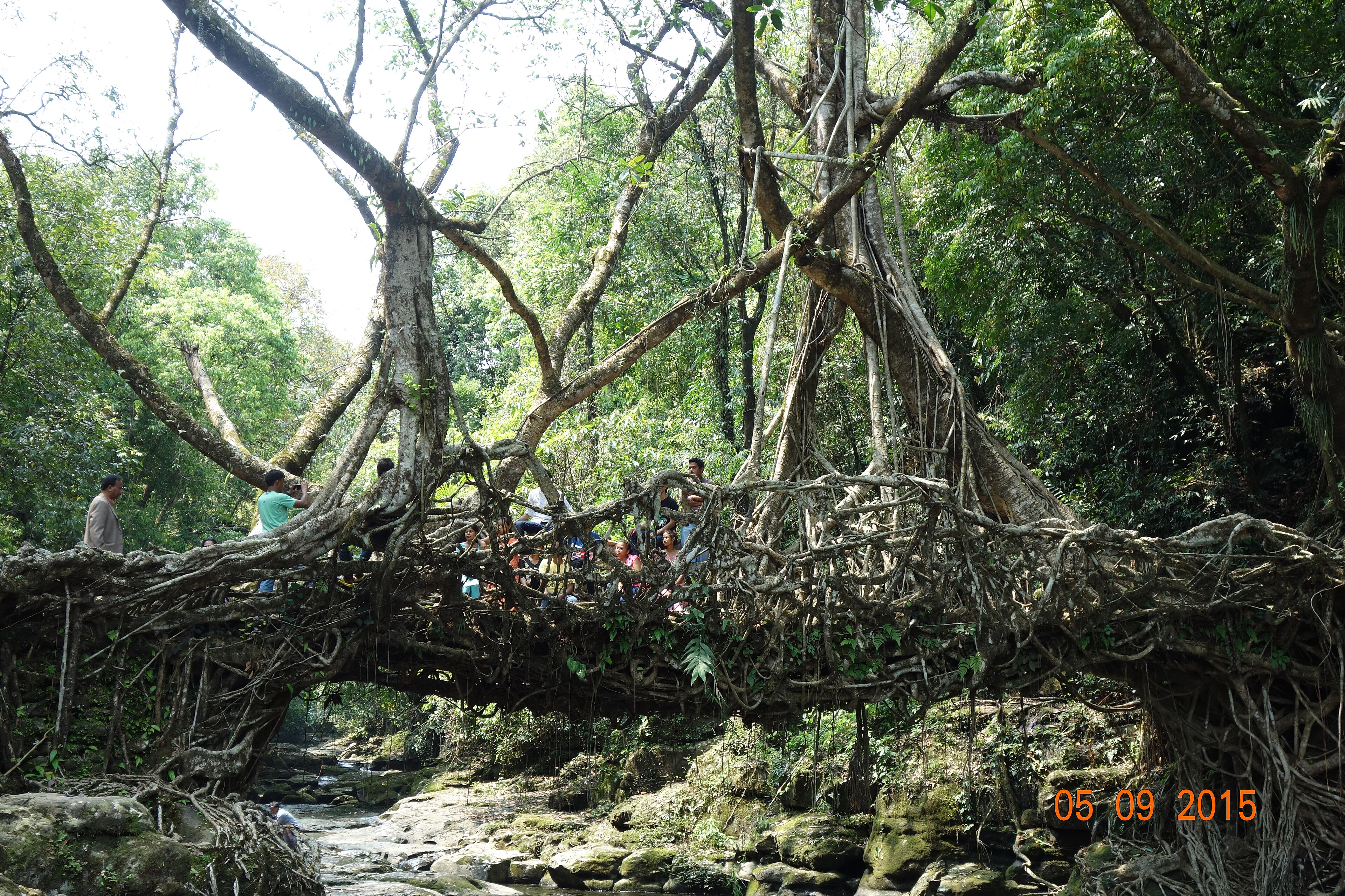 Living root bridge over a stream in the rainforests of Meghalaya