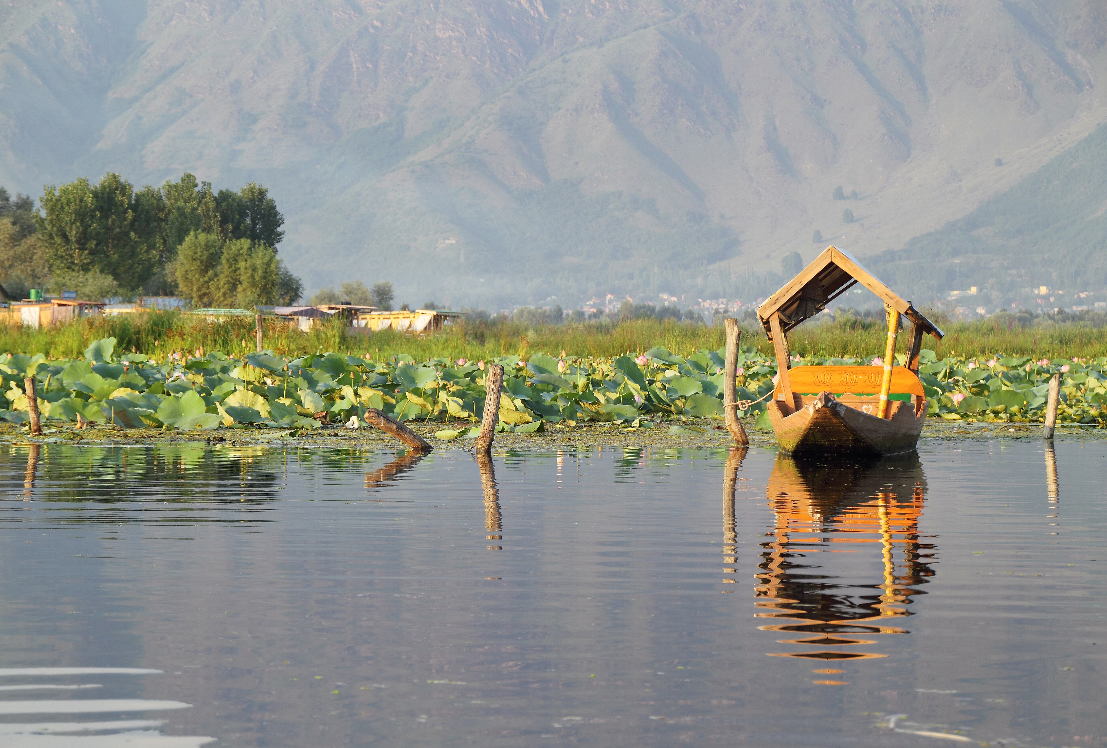 Shikara boats on Dal Lake beneath the Kashmir mountains
