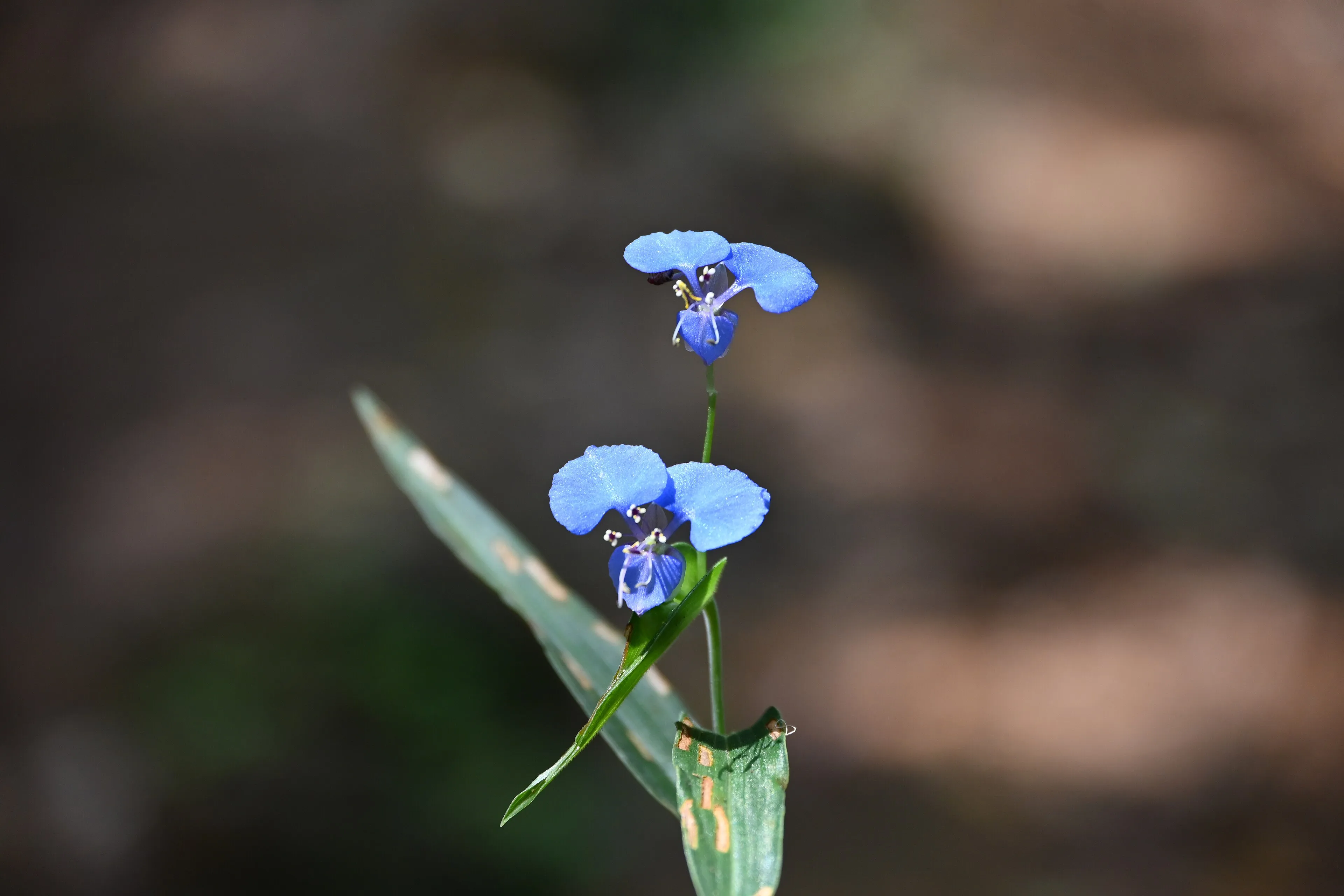 Tadiandamol Coorg Trek — Coorg, Karnataka
