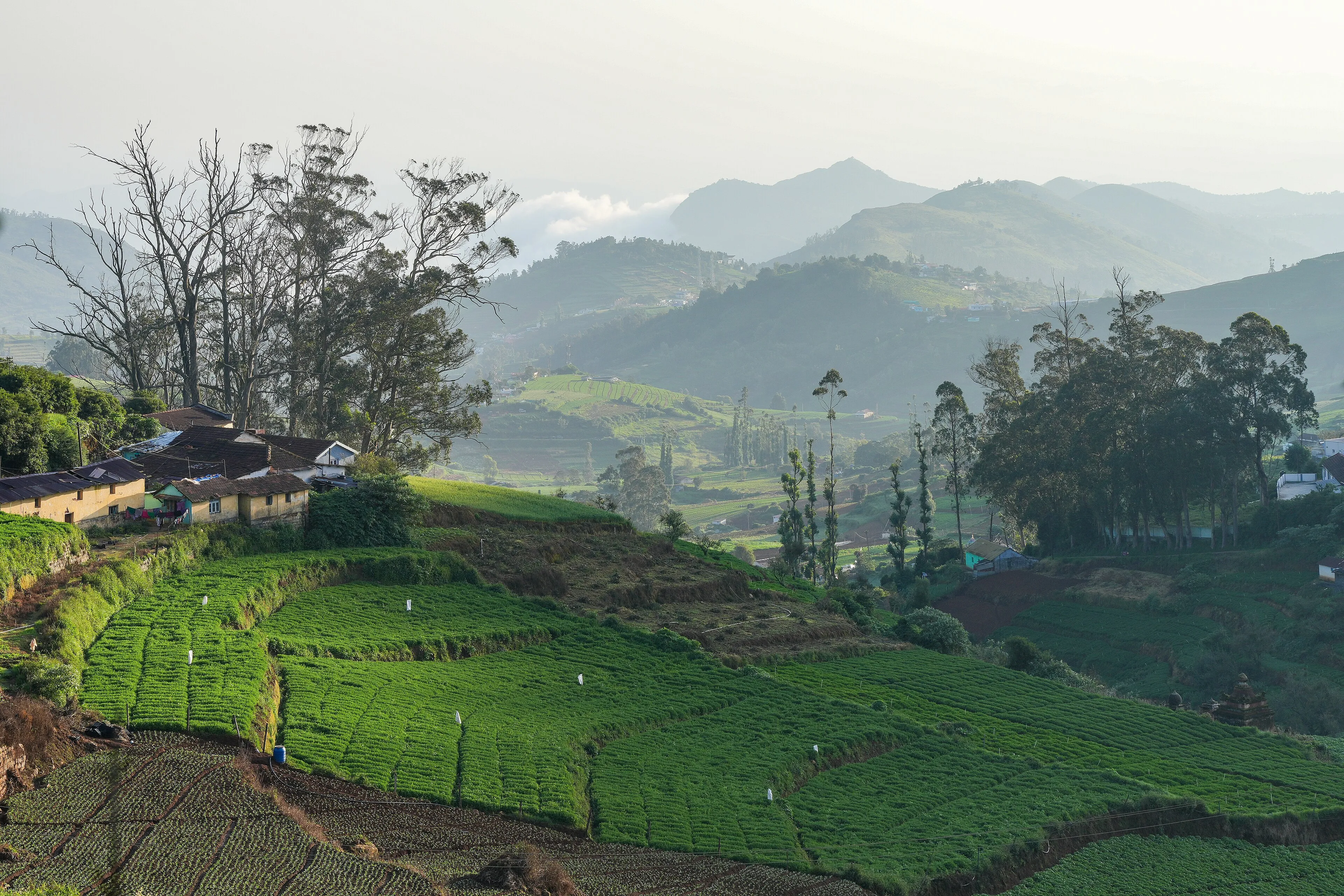 Ooty — Tamil Nadu